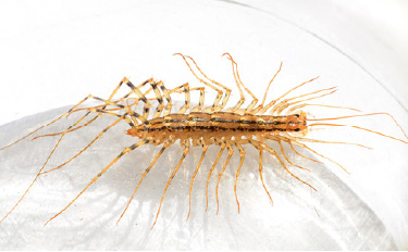 Bigfoot Pest Control exterminates all types of centipedes including the one shown.