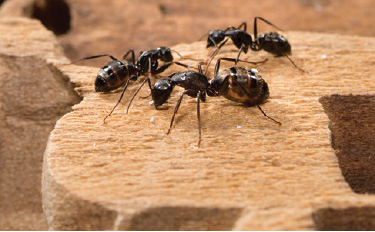 Bigfoot Pest and Extermination service prevents carpenter ant infestations like the one shown