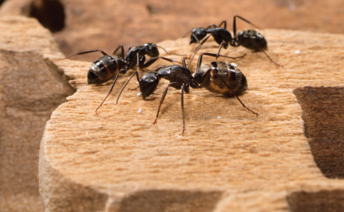 Bigfoot Pest and Extermination service prevents, and controls damaging residential or commercial carpenter ant infestations from this type and other types of carpenter ants.