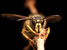 Wasps, hornets and yellow jackets are sometimes confused because they look similar.  Yellow Jackets such as the one shown can sting repeatedly when they feel threatened.  They are very aggressive and territorial.  Bigfoot Pest Control handles extermination of all stinging insects.