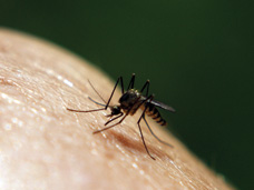 Mosquito biting human hand