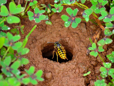 Ground Bees are very aggressive when disturbed.  Professional extermination is recommended.