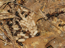 Black ant nest with ant eggs.