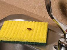 German Cockroach on sponge in kitchen sink.