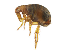 Fleas (such as the one shown) multiply very quickly and need to be exterminated as quickly as possible to avoid having a major infestation.  Fleas feed on human and pet blood and carry diseases and Bigfoot Pest Control Services has effective products to treat the problem and eliminate them.