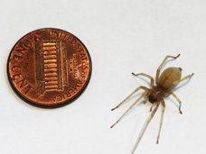 The common Pennsylvania yellow sac spider is a common house spider in Erie, PA.  Every year, hundreds of people are bitten by the yellow sac spider; and some have allergic reactions and need medical treatment.  This type of spider is commonly seen living in homes; and can be quickly and effectively exterminated by Bigfoot Pest Control.