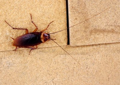 American Cockroach
