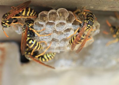 Paper Wasp Nest