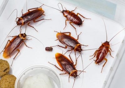 Cockroaches