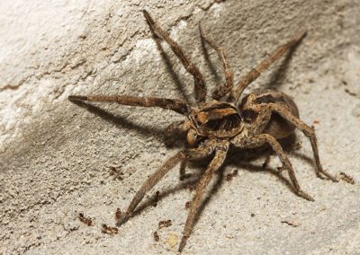 Wolf Spider